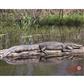 DuraMesh Archery Target Alligator 25 in. x 32 in.