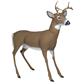Flambeau Scrapper Buck Decoy with Carry Case